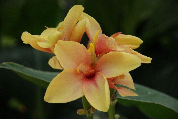 Canna - foto