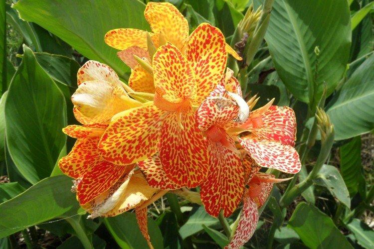 Canna - foto