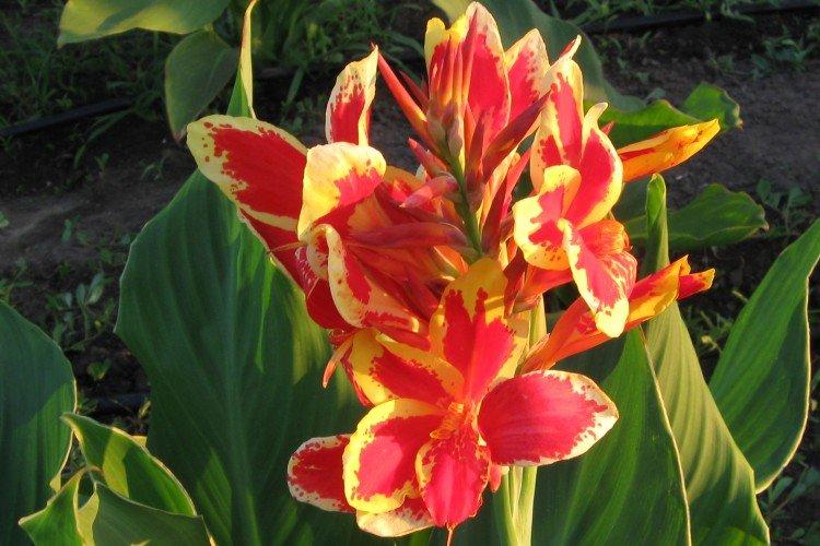 Canna - foto