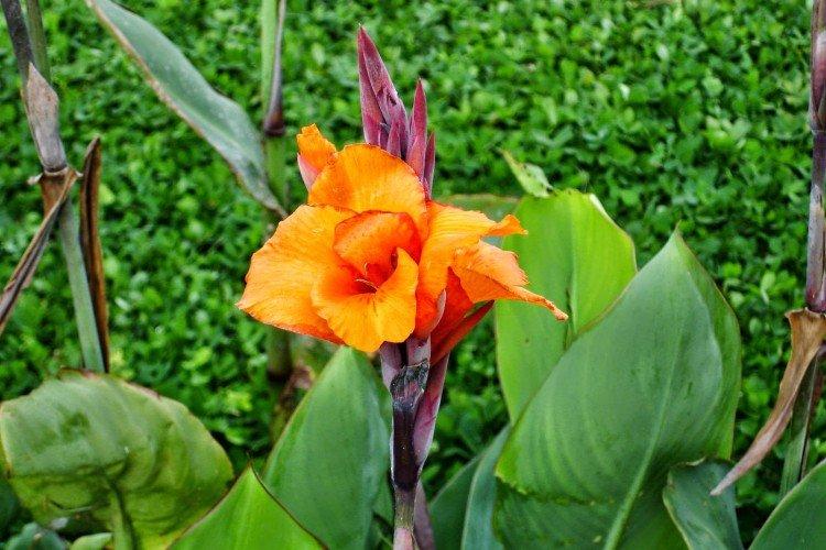 Canna - foto