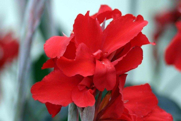 Canna - foto