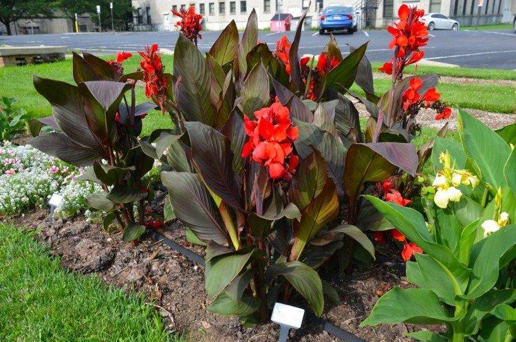 Canna - foto