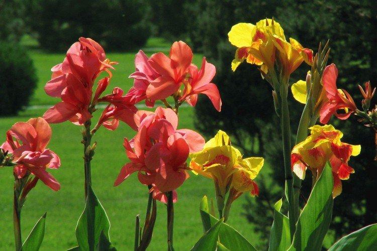 Canna - foto