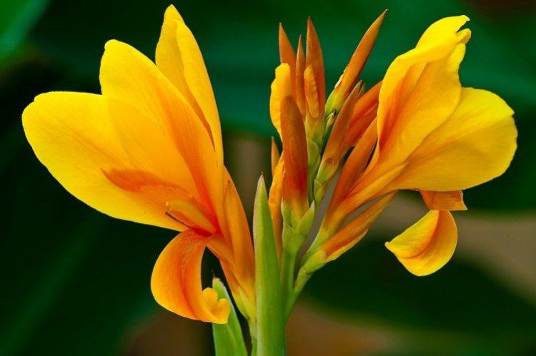 Canna - foto