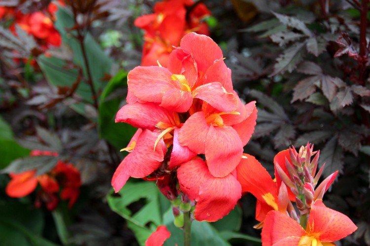 Canna - foto