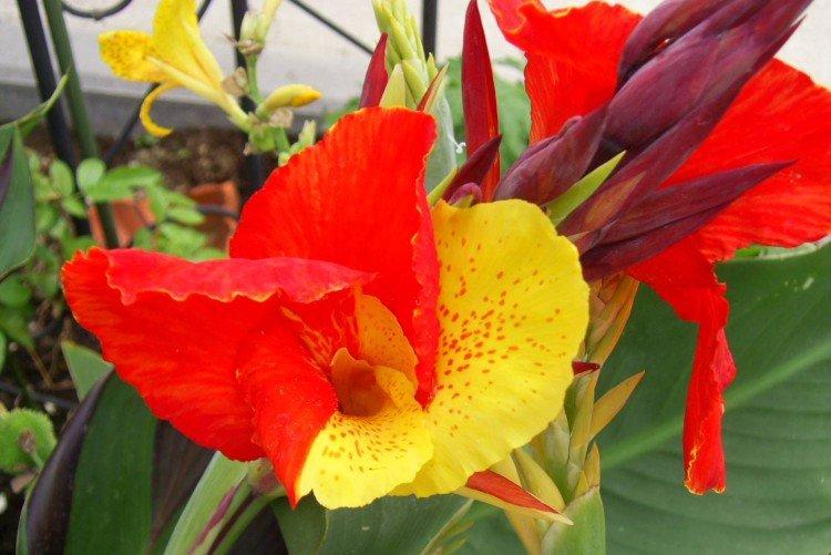 Canna - foto