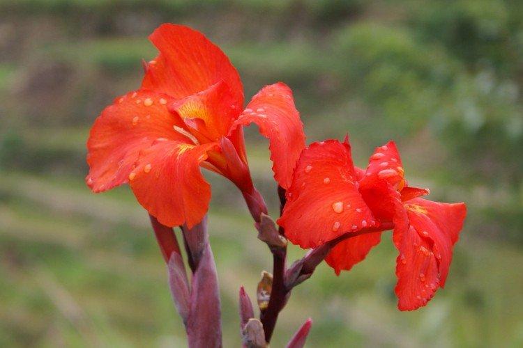 Canna - foto