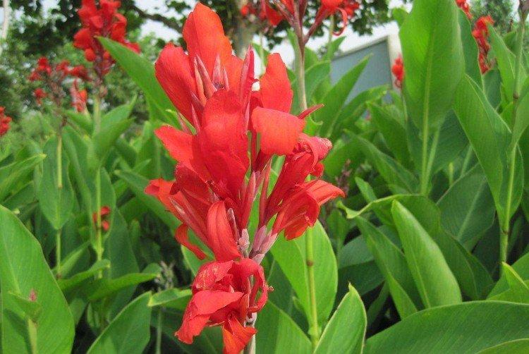 Canna - foto