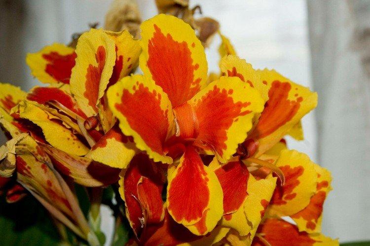 Canna - foto