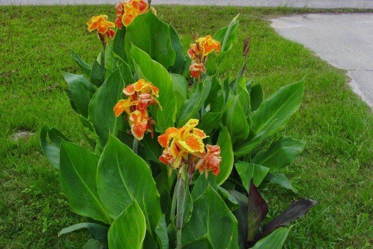 Canna - foto