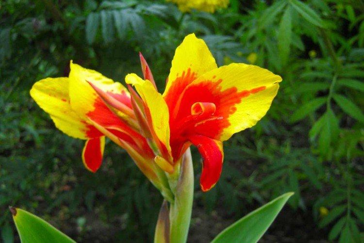 Canna - foto