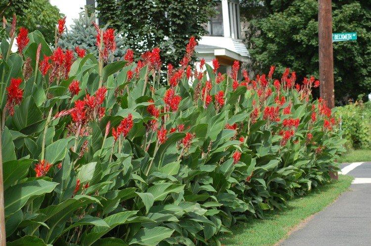 Canna - foto