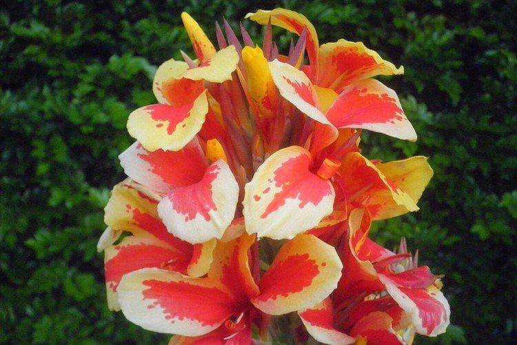 Canna - foto