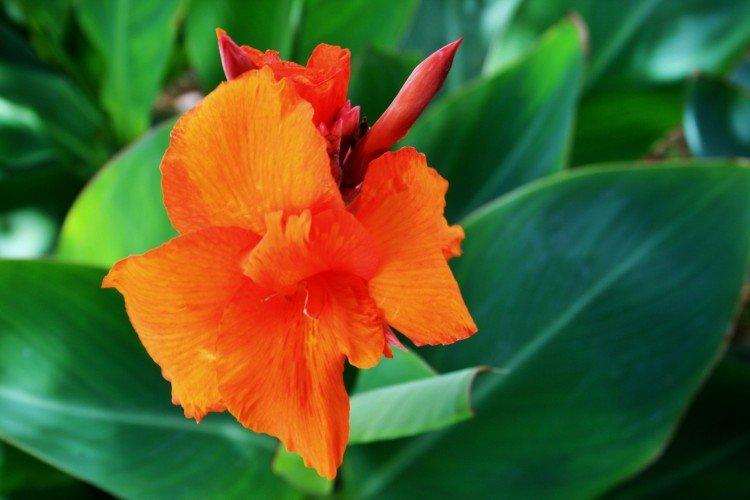 Canna - foto