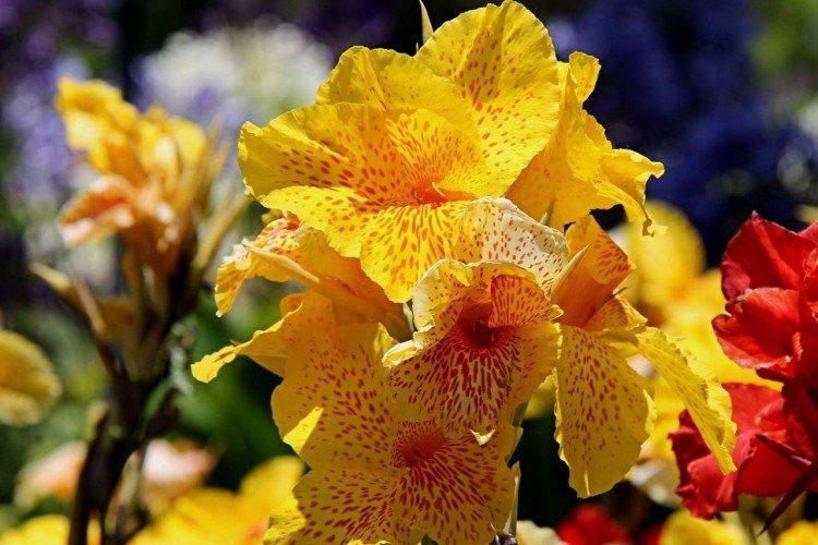 Canna - foto