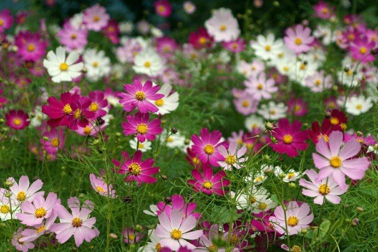 Cosmea