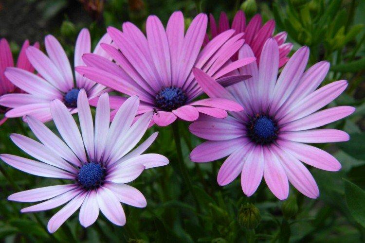 Dimorphotheca