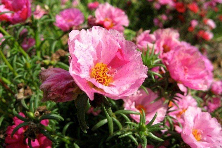 Portulaca