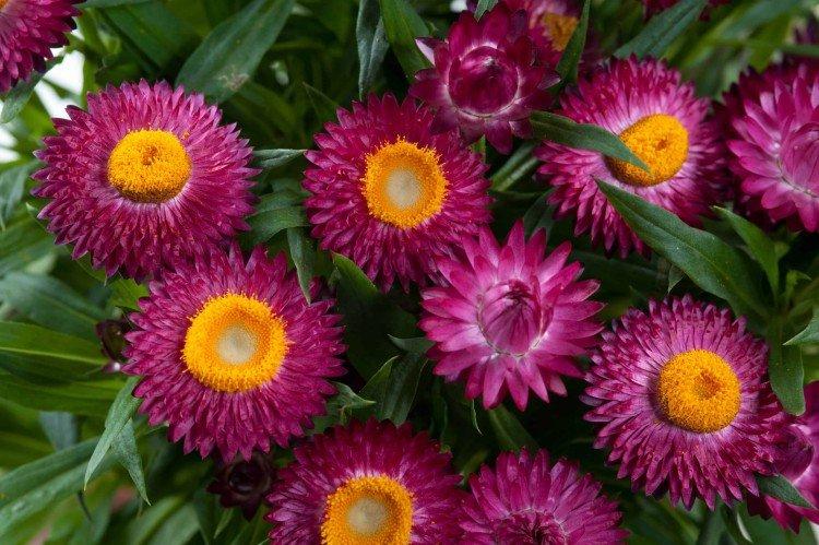 Helichrysum