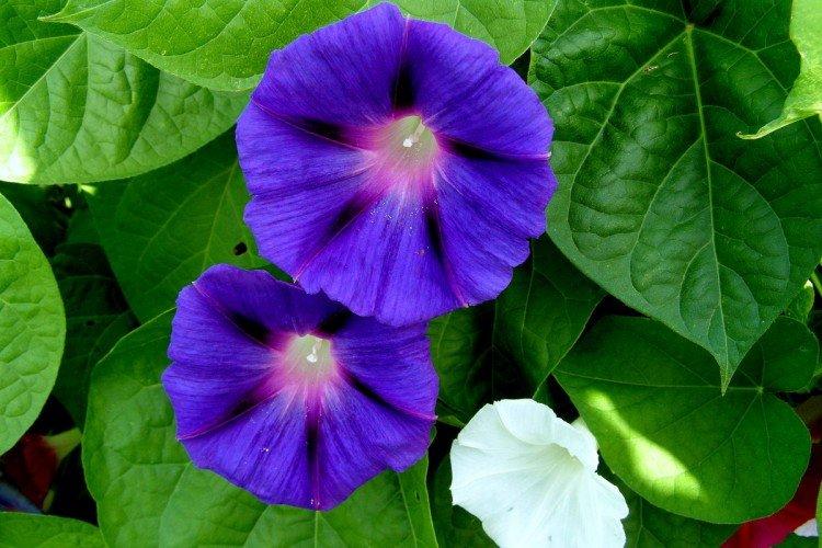 Ipomea