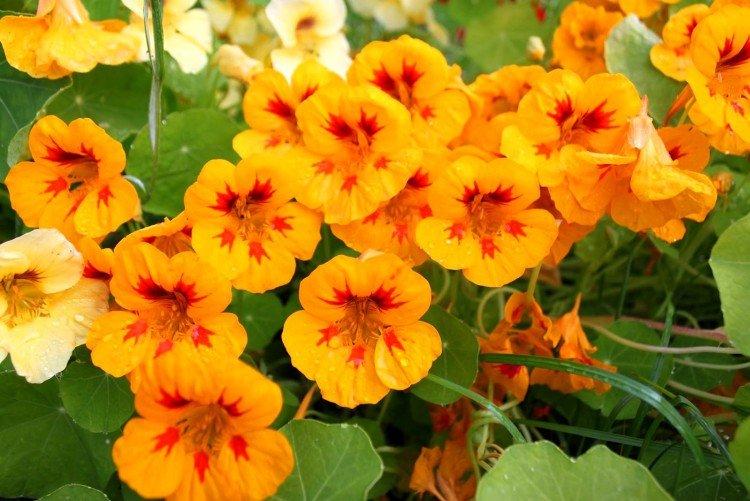 Nasturtium