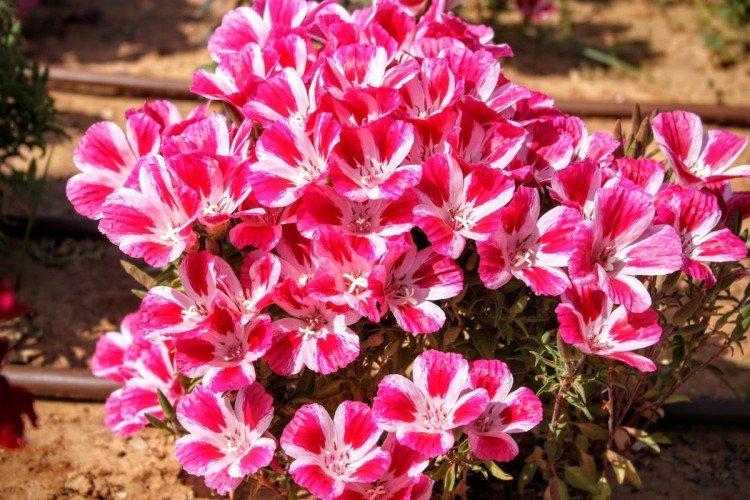 Godetia