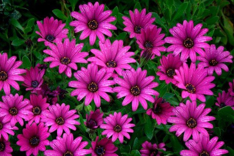 Osteospermum