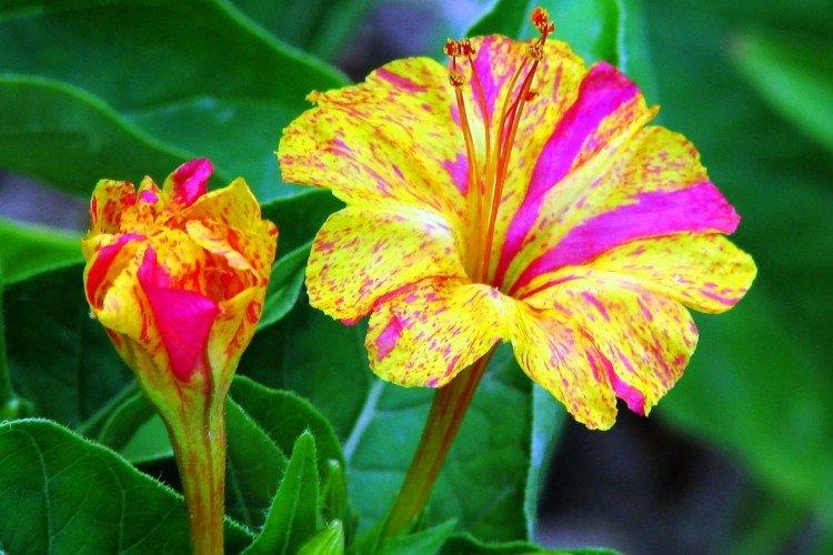 Mirabilis