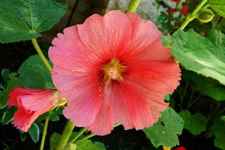 Malva