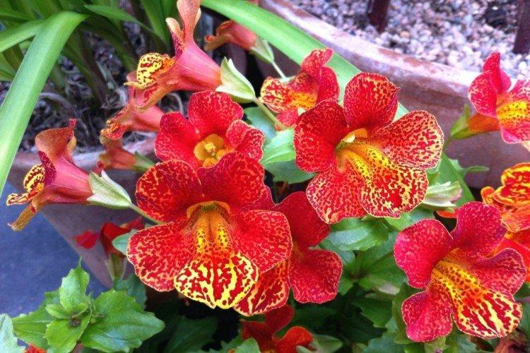 Mimulus