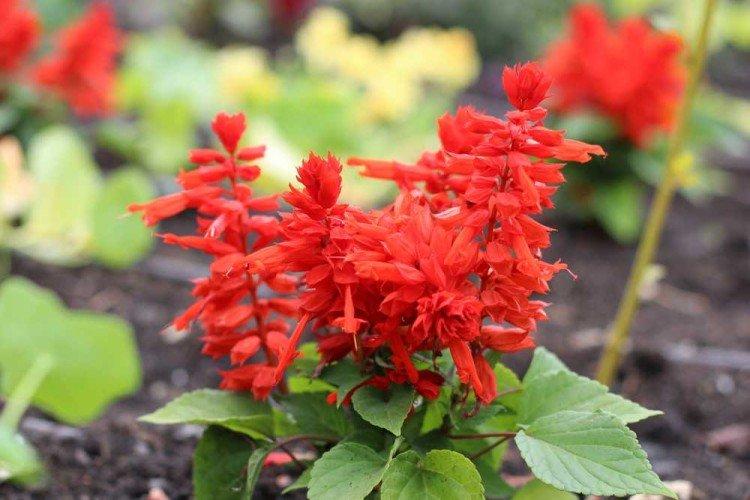 Salvia