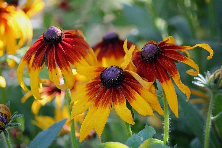 Rudbekie
