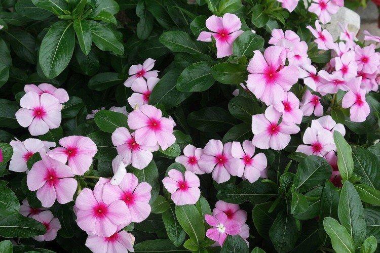 Catharanthus
