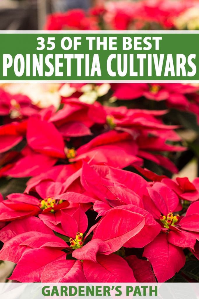Detailní vertikální obrázek hrnkových rostlin poinsettie s jasně červenými listeny, které se prodávají v době Vánoc. V horní a dolní části rámu je zelenobílý tištěný text.