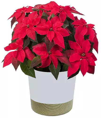 35 oblíbených kultivarů poinsettie pro váš domov