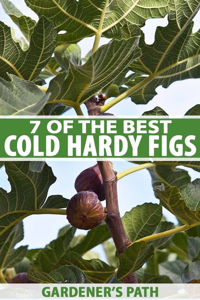 7 nejlepších fíkovníků odolných vůči chladu
