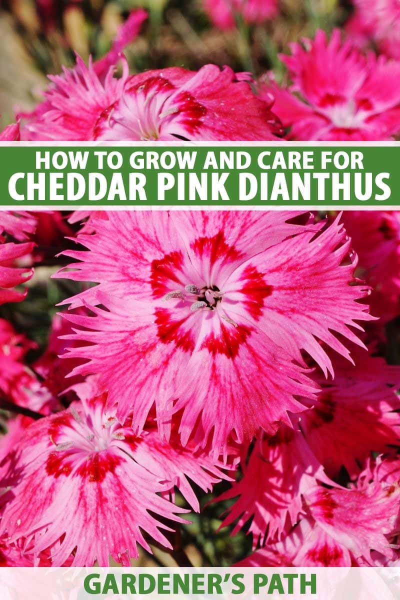 Detailní vertikální snímek zářivých květů Dianthus gratianopolitanus (Čedok růžový) rostoucích na slunné zahradě. V horní a dolní části rámečku je zelenobílý tištěný text.