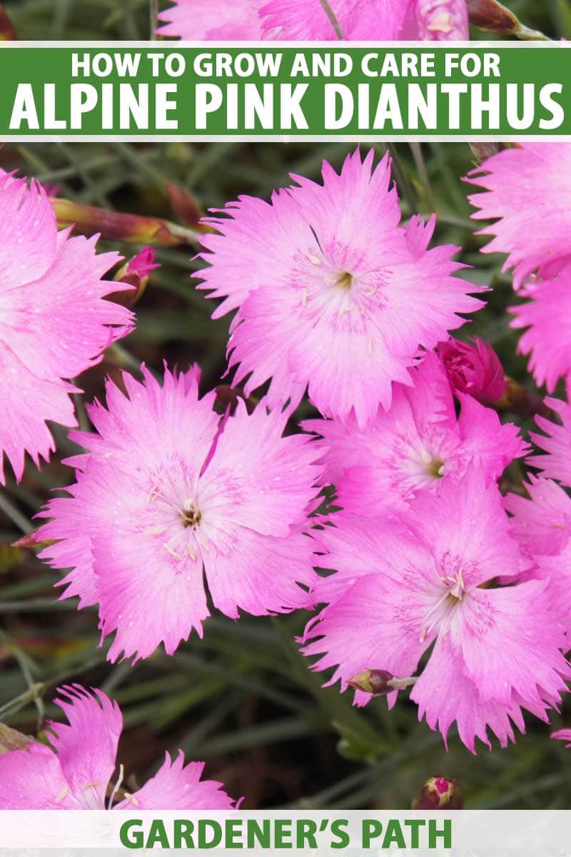 Detailní vertikální snímek jasně růžových květů hvozdíku alpského (Dianthus alpinus) na měkkém pozadí. V horní a dolní části rámečku je zelenobílý tištěný text.