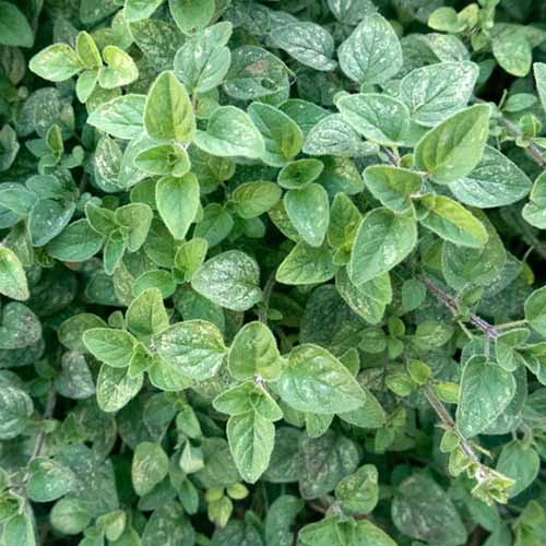 Jak pěstovat aromatické řecké oregano