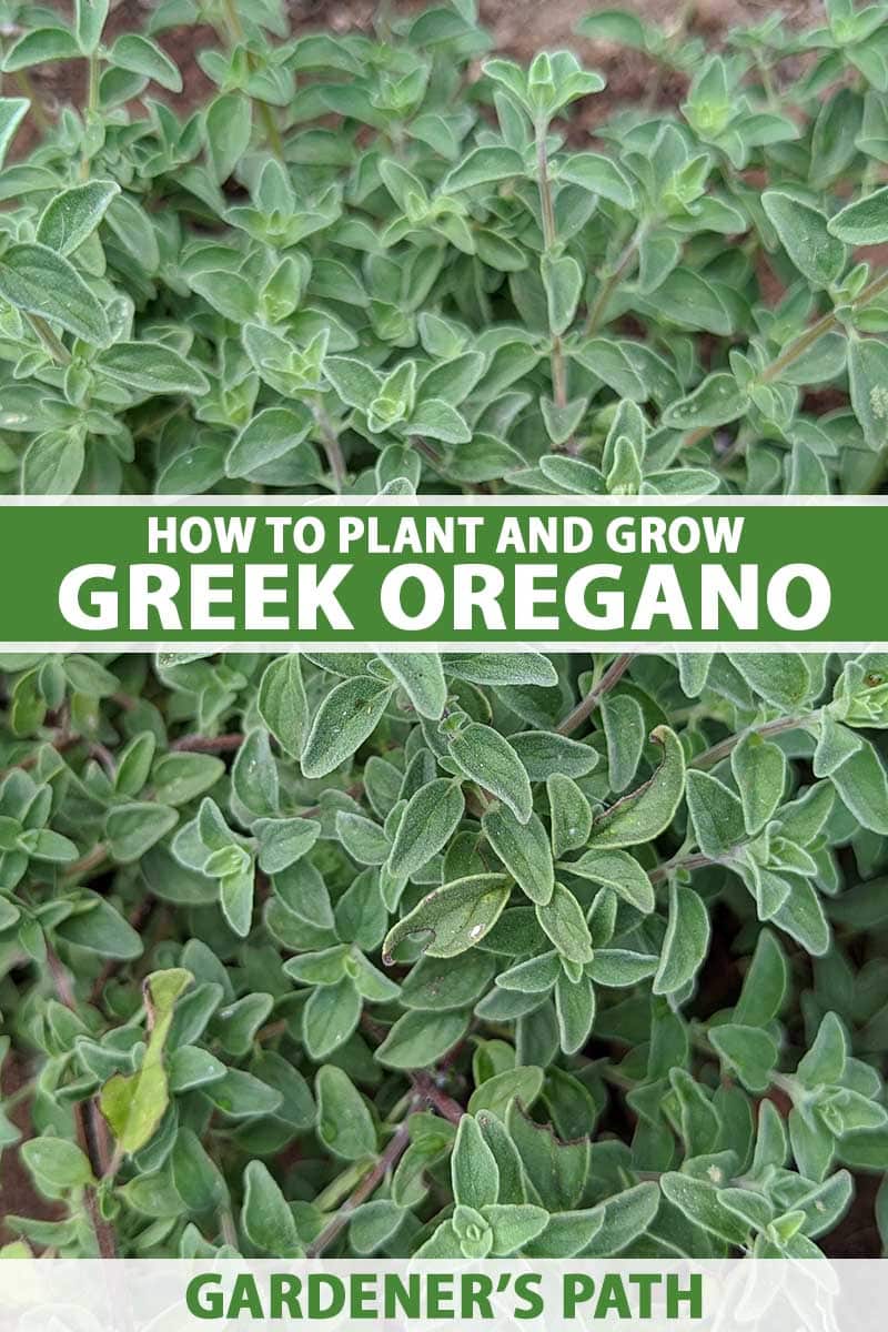 Detailní vertikální snímek řeckého oregana (Origanum vulgare var. hirtum) rostoucího na zahradě. Do středu a dolní části rámečku je zelenobílý tištěný text.