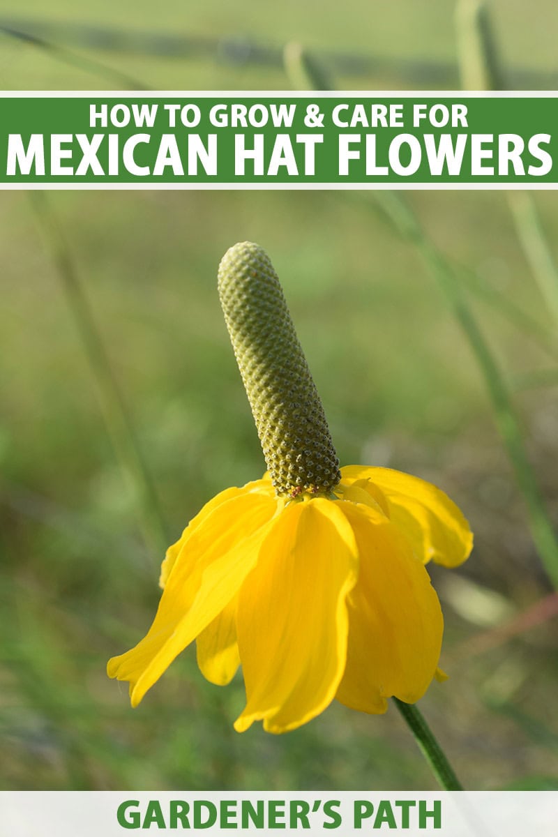 Jak pěstovat květiny mexického klobouku