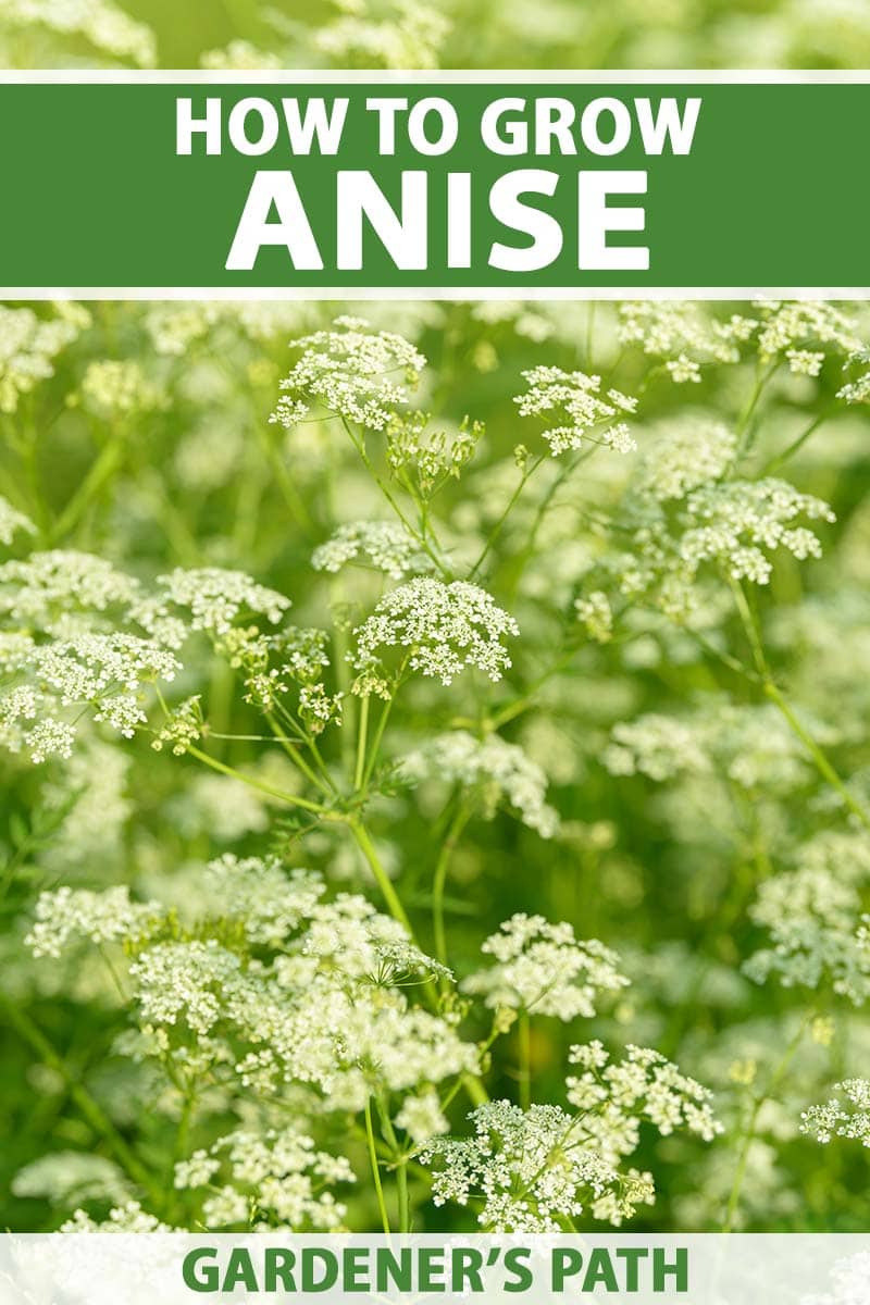 Detailní vertikální snímek anýzu (Pimpinella anisum) rostoucího na zahradě, který v pozadí mizí do jemného zaostření. Nahoře a dole na snímku je zelenobílý tištěný text.