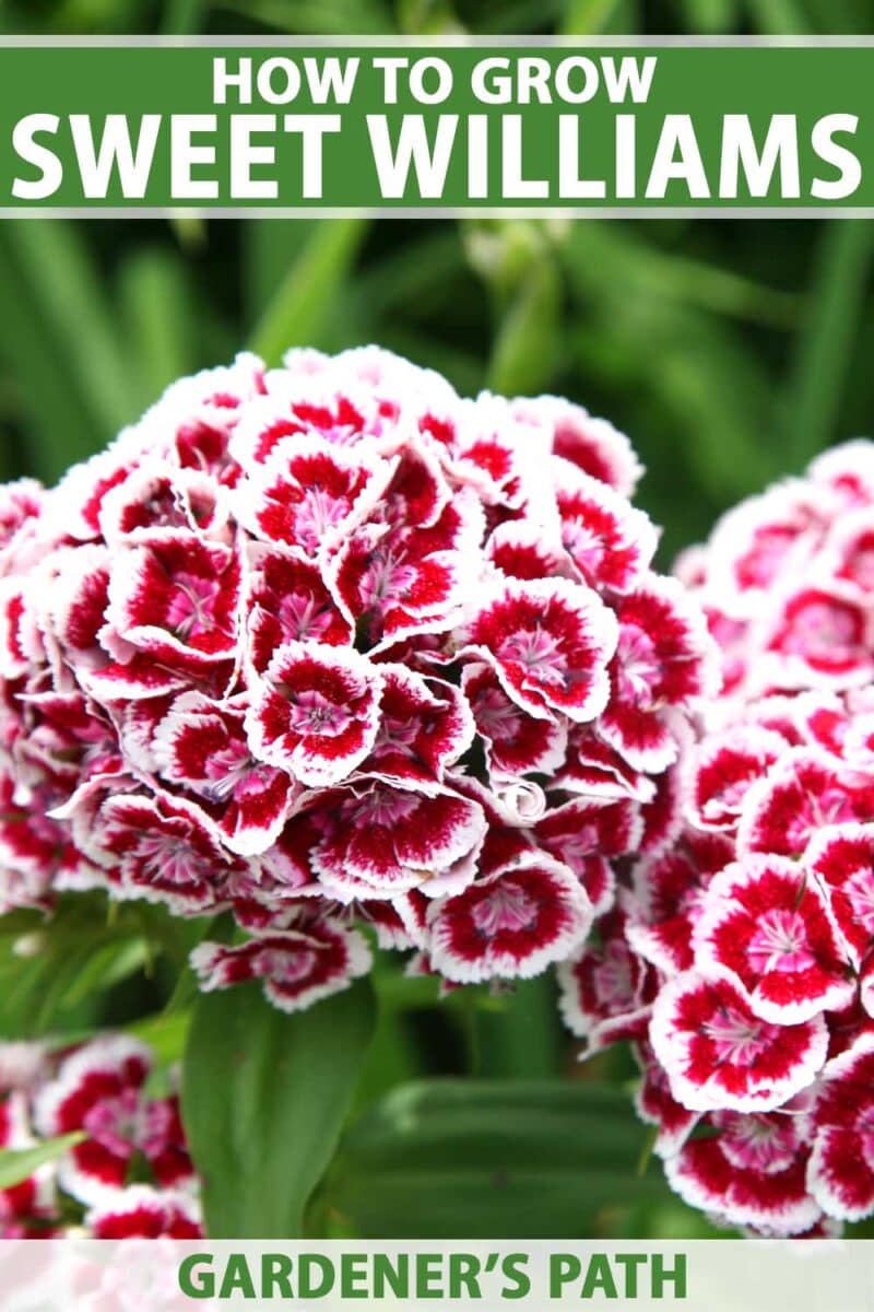 Jak zasadit a pěstovat květiny Sweet William