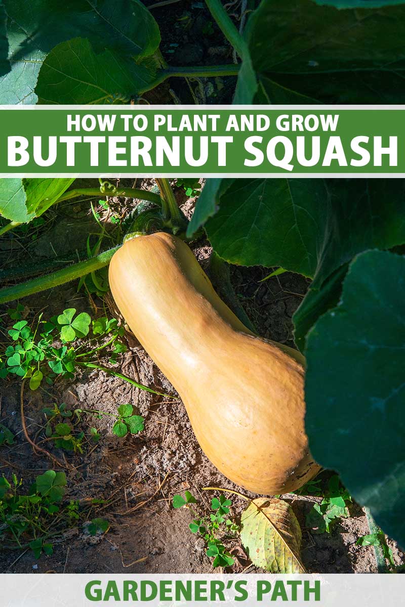 Svislý snímek dýně máslové (Cucurbita moschata) rostoucí na zahradě zblízka s listím v měkkém ohnisku v pozadí. Nahoře a dole na snímku je zelenobílý tištěný text.