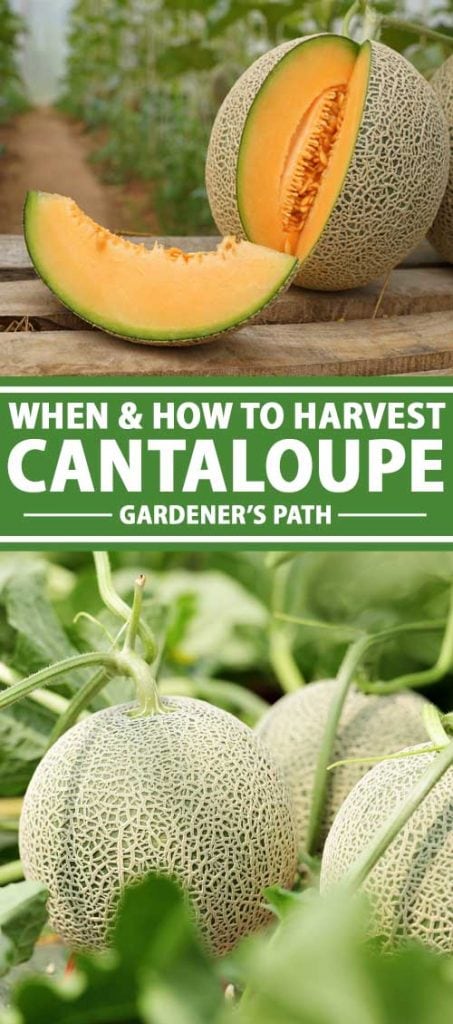 Koláž fotografií zachycující cantaloupe rostoucí na révě a čerstvě sklizené.