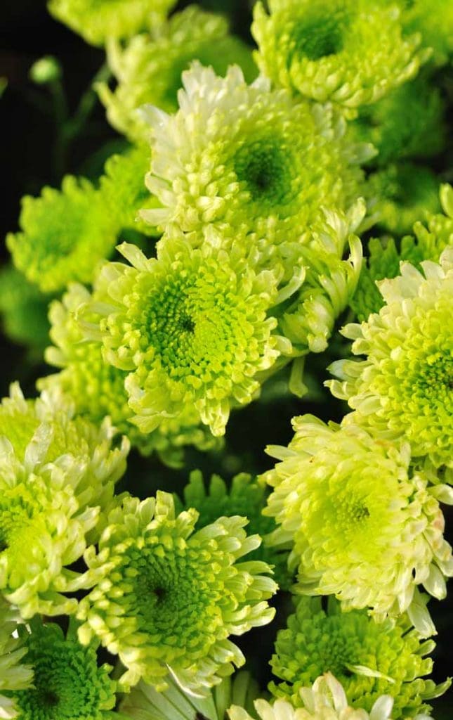 Chcete na letošního Valentýna udělat dojem pomocí romantického srdcového středového dílu? Naučte se, jak si ho vyrobit: https://gardenerspath.com/how-to/design/romantic-blooming-heart-centerpiece/.